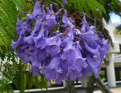 Jacaranda Tree   Jacaranda Mimosifolia   20 Seeds   • £8.83