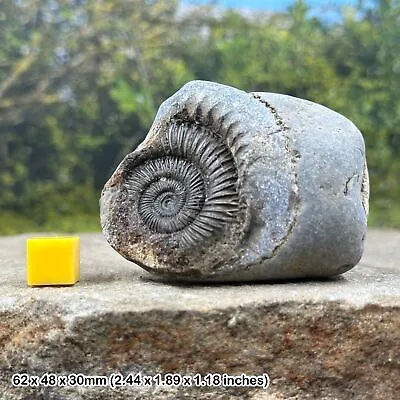 Ammonite Dactylioceras Commune Jurassic Uk Fossil Genuine • $17.90