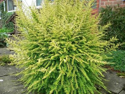 £7.70 • Buy Lonicera Nitida Baggesen's Gold Box Honeysuckle Low Hedging Shrub 9cm & 17cm Pot