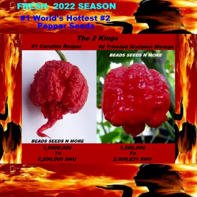 'COMBO PACK   THE 2 KINGS Carolina Reaper HB22a - Trinidad Scorpion  80+ Seeds • $9.50