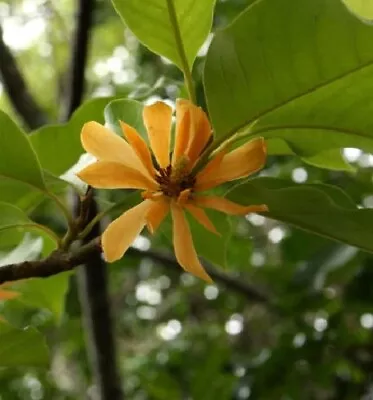 Michelia Champaca VERY FRAGRANT 7 Seeds • $3.33