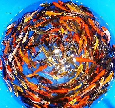 75-Lot Assorted 2”-4” Live Koi Standard Fin Fish Mixed Lot PKF • $195.49