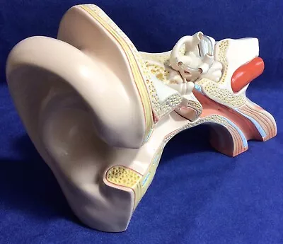 Vintage Denoyer Geppert Large Ear Anatomical Teaching Model 3-Part Complete 1990 • $110