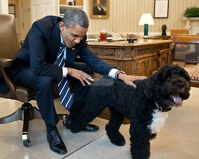 Barack Obama Pets Family Dog  Bo  In The Oval Office - 8x10 Photo (zy-638) • $8.87