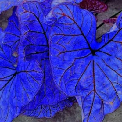 Blue Caladium Flowers Seed 300 Seeds Dwarf Elephant Ear Ornamental Plants • $2.48