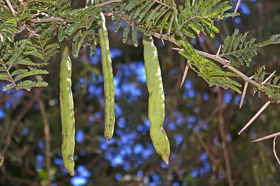 5 X Acacia Sieberiana Seeds. Paperbark Thorn • £2.61