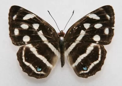 Butterfly X1 Female Dynamine Postverta (Trinidad) • $4.10