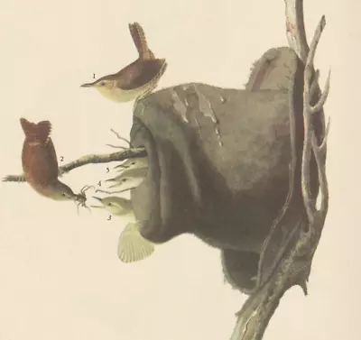 1942 Audubon Art Print 83 House Wrens. Vintage Bird Illustration. • $9.49