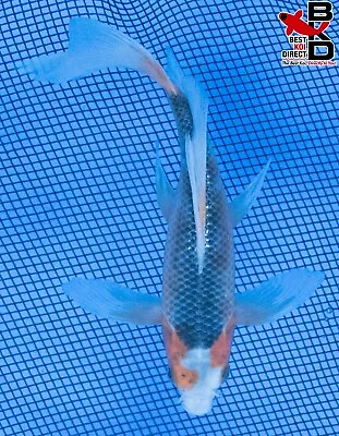 6  BUTTERFLY ASAGI Live Koi Fish Garden Pond 4/22 • $20.99