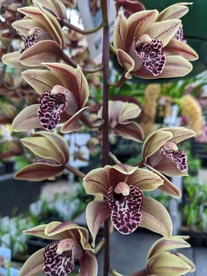 $35 • Buy Cymbidium Cascading Miniature - Plush Canyon 'Beenak' Orchid