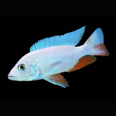 Snow White Sunburst Fryeri Cichlid | Sciaenochromis Fryeri | Lake Malawi Cichlid • £12.65