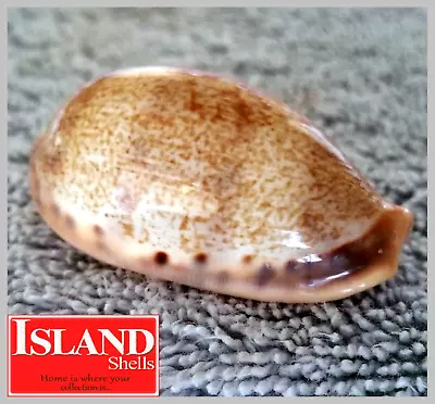 BIG! Cypraea Caurica Elongata #5 47.4mm EXQUISITE BEAUTY From Zanzibar • $9.77