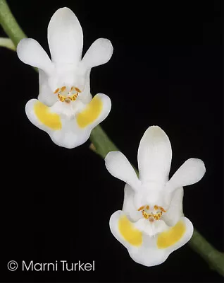 FLASK: Phalaenopsis Thailandica (syn Gibbosa) CHARMING MINIATURE Orchid Species • $79.99
