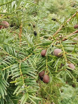 Cephalotaxus Wilsoniana TAIWAN PLUM YEW Fleshy Fruits Evergreen 15-20cm Tall • £9.90