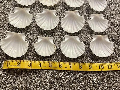 $16 • Buy Lot Of 12 Shells 2.5” Wide Scallop Seashells Cream Color Crafts Or Food Display