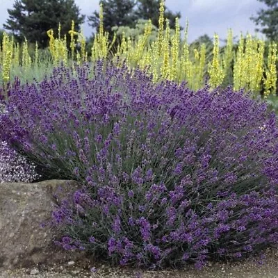 English Lavender Hidcote Purple Plug Plants Wildlife Friendly Cottage Garden • £10.99