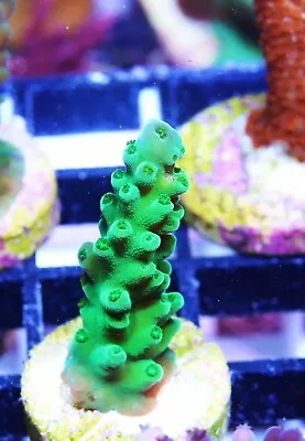 Beautiful Green Acropora Zoanthids Paly Zoa SPS LPS Corals WYSIWYG • $4.99