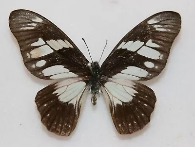 Butterfly X1 Male Papilio Adamastor (Ghana) • $4.42