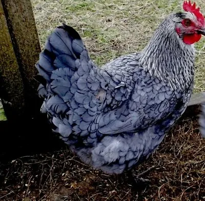 Silver Blue French Maran Hatchng Eggs Large Fowl • £18