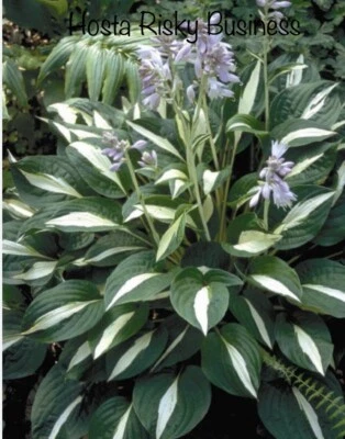 £5.49 • Buy Hosta Risky Business (bare Root) Free P&P