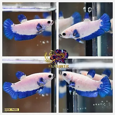 Live Betta Fish HMPK Female Marble Blue Good For Sorority/Breed USA Seller • $15.95