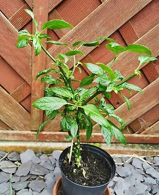 Bangladeshi Naga Morich Chilli Plant + In Pot • £34.95