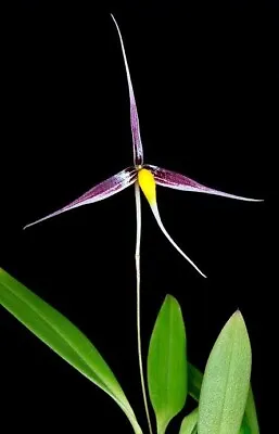 $23 • Buy Species Orchid - Bulbophyllum Speciosum