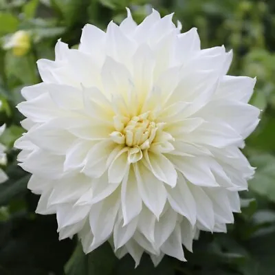 PICK YOUR DAHLIA! Clump Of Tubers - Choose From (8) Different Dinnerplate Types! • $10