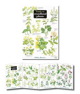 £4.95 • Buy Field Guide To Woodland Plants Laminated Identification Chart Poster