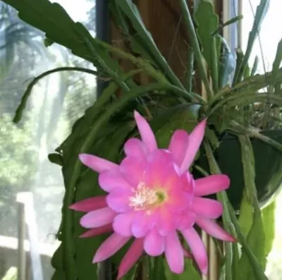 Epiphyllum Siegfried Pink Succulent Orchid Cactus Division Easy Garden Plant • $26.34