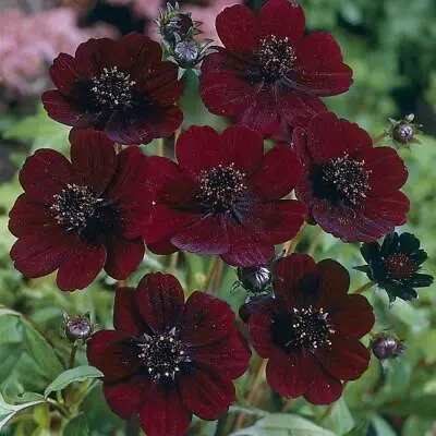 Chocolate Cosmos Atrosanguimeus Perennial Garden Plug Plants Pack X6  • £7.95