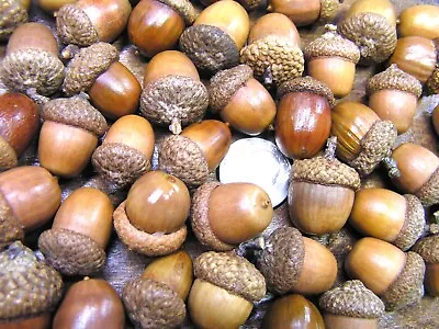 47 Dried Acorns With Caps For Fall Crafts Real Acorns  Natural Buffed Finish • $21.89