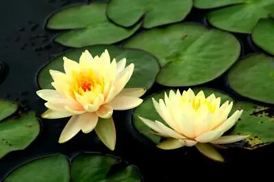 Yellow Lotus Nelumbo Nucifera  5 Seeds • £3.99