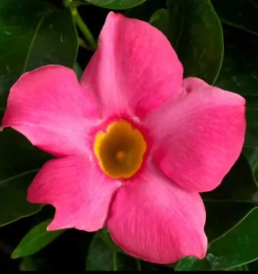 Mandevilla (Dipladenia) Madinia Pink Starter Plants • $8.95