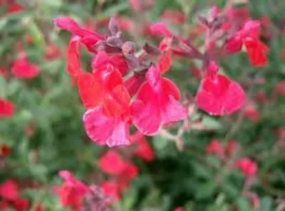 Sage Blackcurrant Salvia Microphylla Herb Cerise Flowers Loved By Bees 9cm Pot  • £5.61