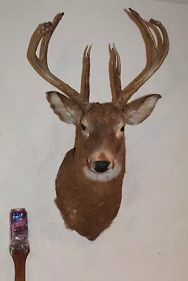 Whitetail Deer Head Shoulder Mount Taxidermy Cape Shed Antler Hunt Mule Rack • $230