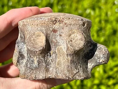 NICE Fossil Tylosaurus Mosasaur Vertebrae Texas Ozan Formation Dinosaur Bone • $149.99