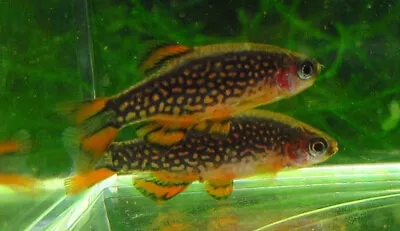 6 Galaxy Rasboras Celestial Pearl Danio Live Freshwater Aquarium Fish • $69.99