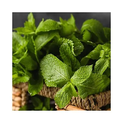 Collection Of 6 Mint Plug Plants - Mint For Cooking 6 Different Plants Per Pack • £12.99