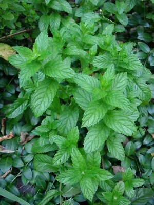 Spearmint- Herb- 200 Seeds- BOGO 50% Off SALE • £3.05