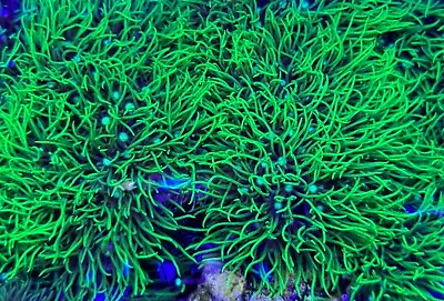 Live Coral Green Star Polyp 1.5 -2.5  Rock • $25