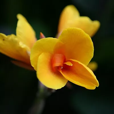 10 Canna 'Chocolate Sunrise' Seeds • $5.95