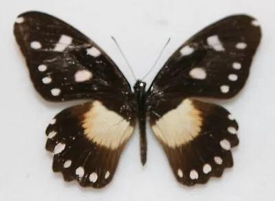 Butterfly X1 Female Papilio Echerioides Kiellandi (Kenya) Endemic • $12