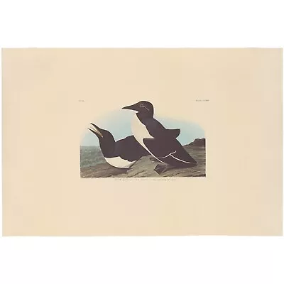 $100 • Buy Audubon Amsterdam Ed Dbl Elephant Folio Lithograph Pl  218 Foolish Guillemot