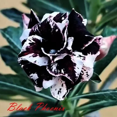 Adenium Obesum Desert Rose Seeds 'Black Phoenix' 5 Seeds $11.45 • $11.45