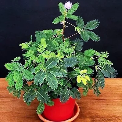 Dwarf (Mimosa Pudica)  Sensitive Plant  Tropical Houseplant Flower Tree Seeds • $8.95