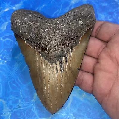 Megalodon Shark Tooth 5.63” Huge Teeth Meg Scuba Diver Direct Fossil Nc 2888 • $93.50