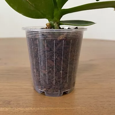 70mm Clear Plastic Orchid Pots With Holes | Phalaenopsis Paphiopedilum Garden • $26.99