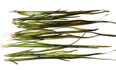 £5.75 • Buy Vallisneria Spiralis  Red  Straight Vallis Live Aquarium Aquatic Plant Fish Tank