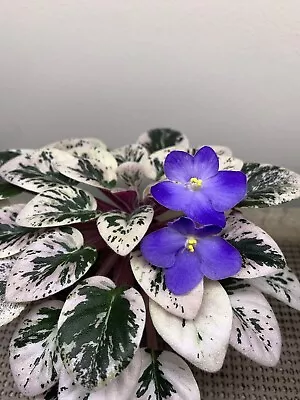 African Violet PAIR OF LEAVES  “Shirl’s Blue Eyes” Semiminiature • $4.49